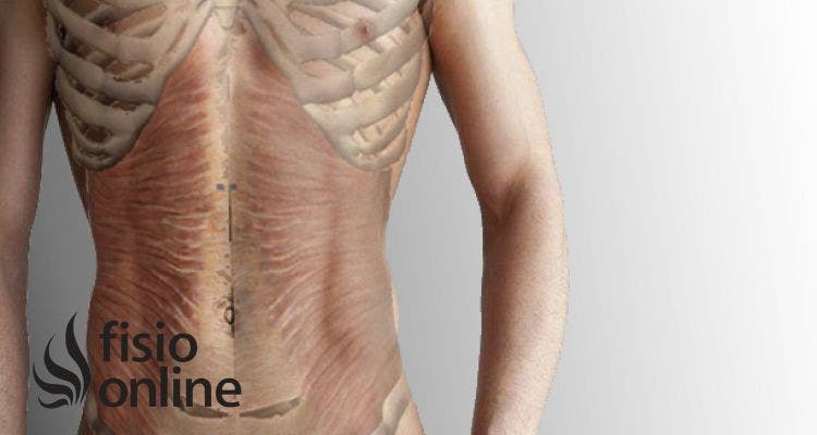 Transverso del abdomen musculo